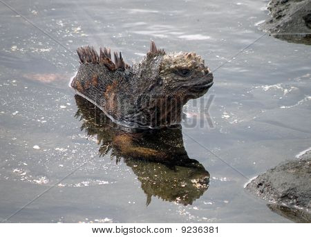 iguana marina de baño