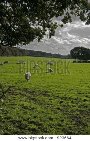 แกะบนพื้นที่การเกษตร Wirral อังกฤษ
