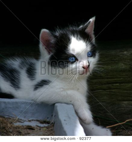 Stare niebieskie oczy