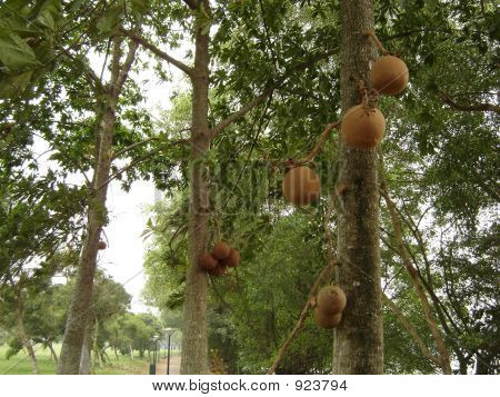alberi 