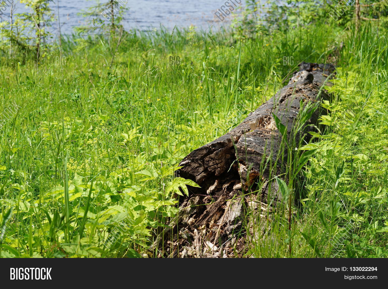Image Preview