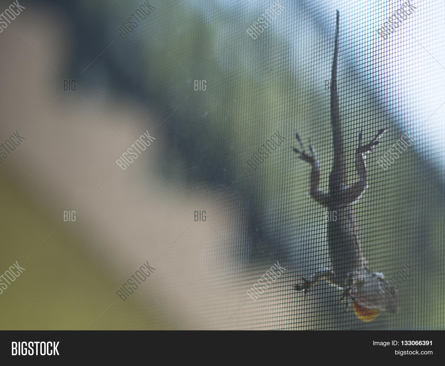 Image Preview