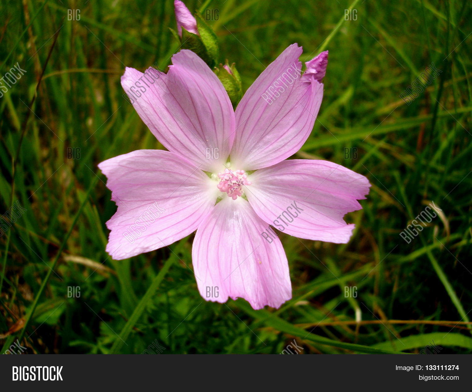 Image Preview