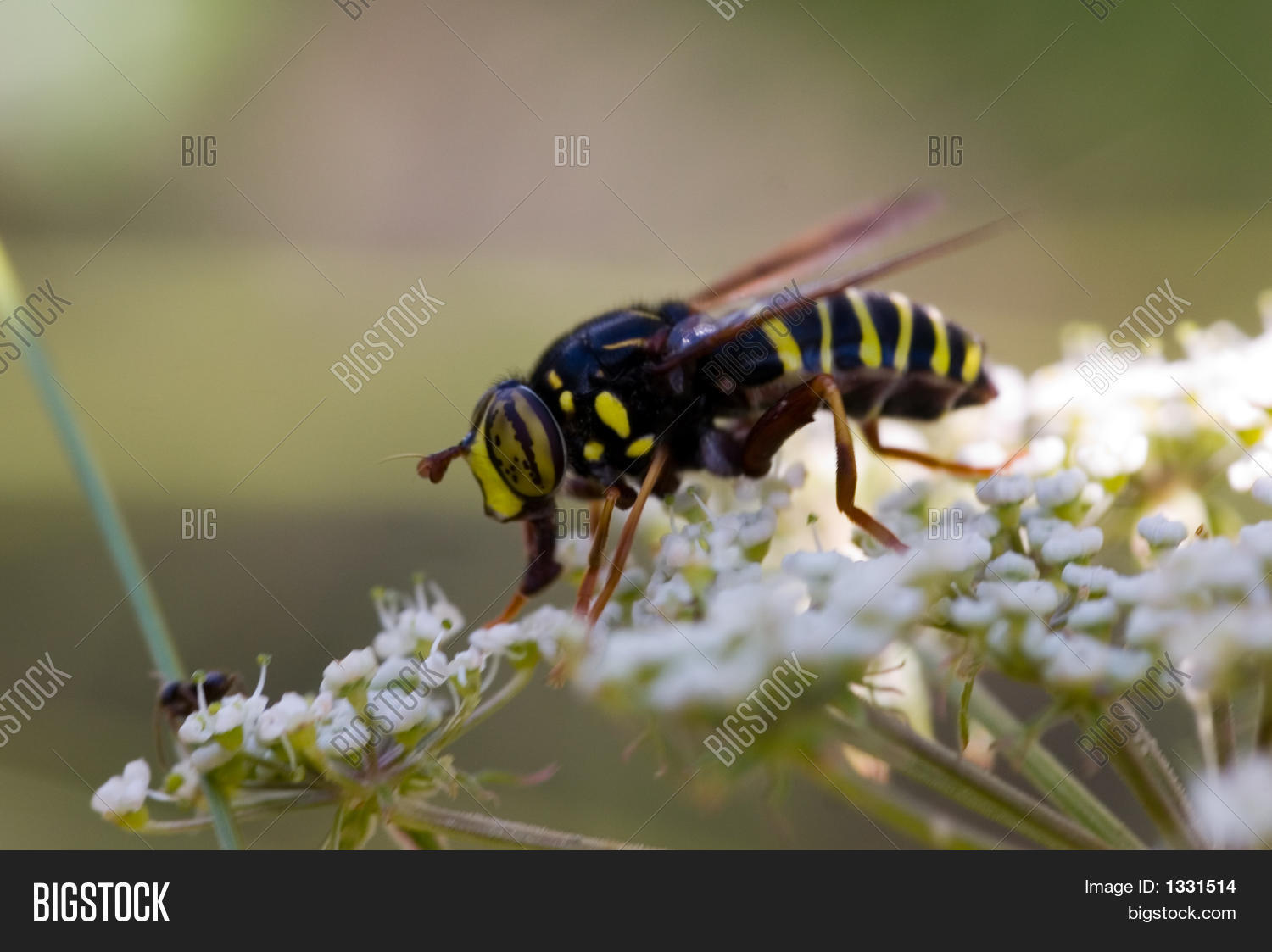 Image Preview