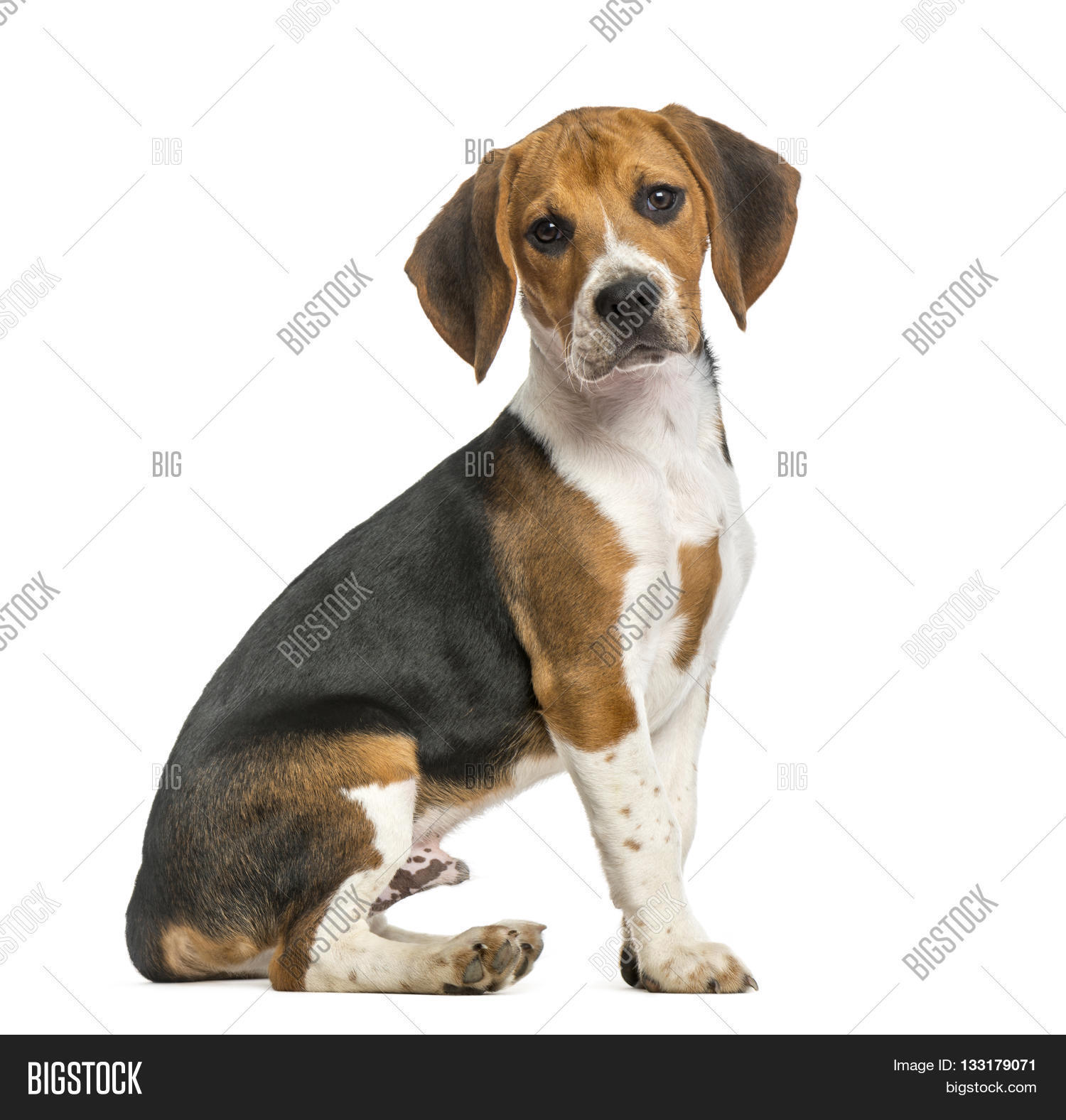 Beagle Sitting, Image & Photo (Free Trial) | Bigstock