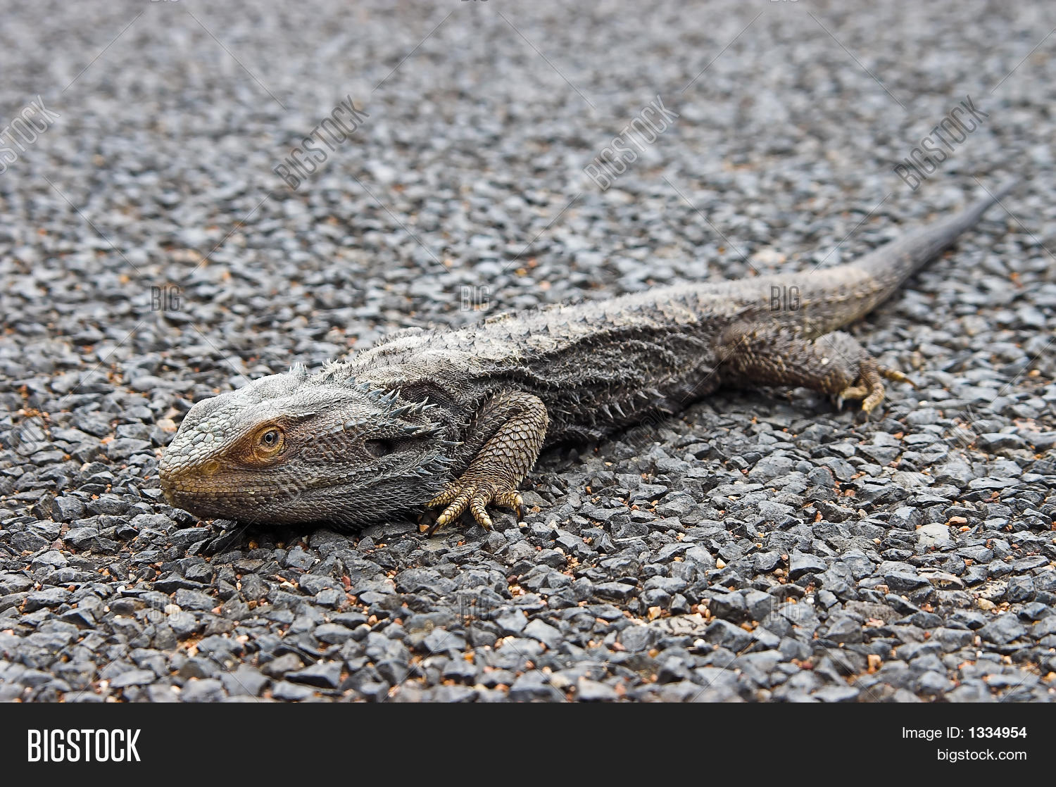 Image Preview