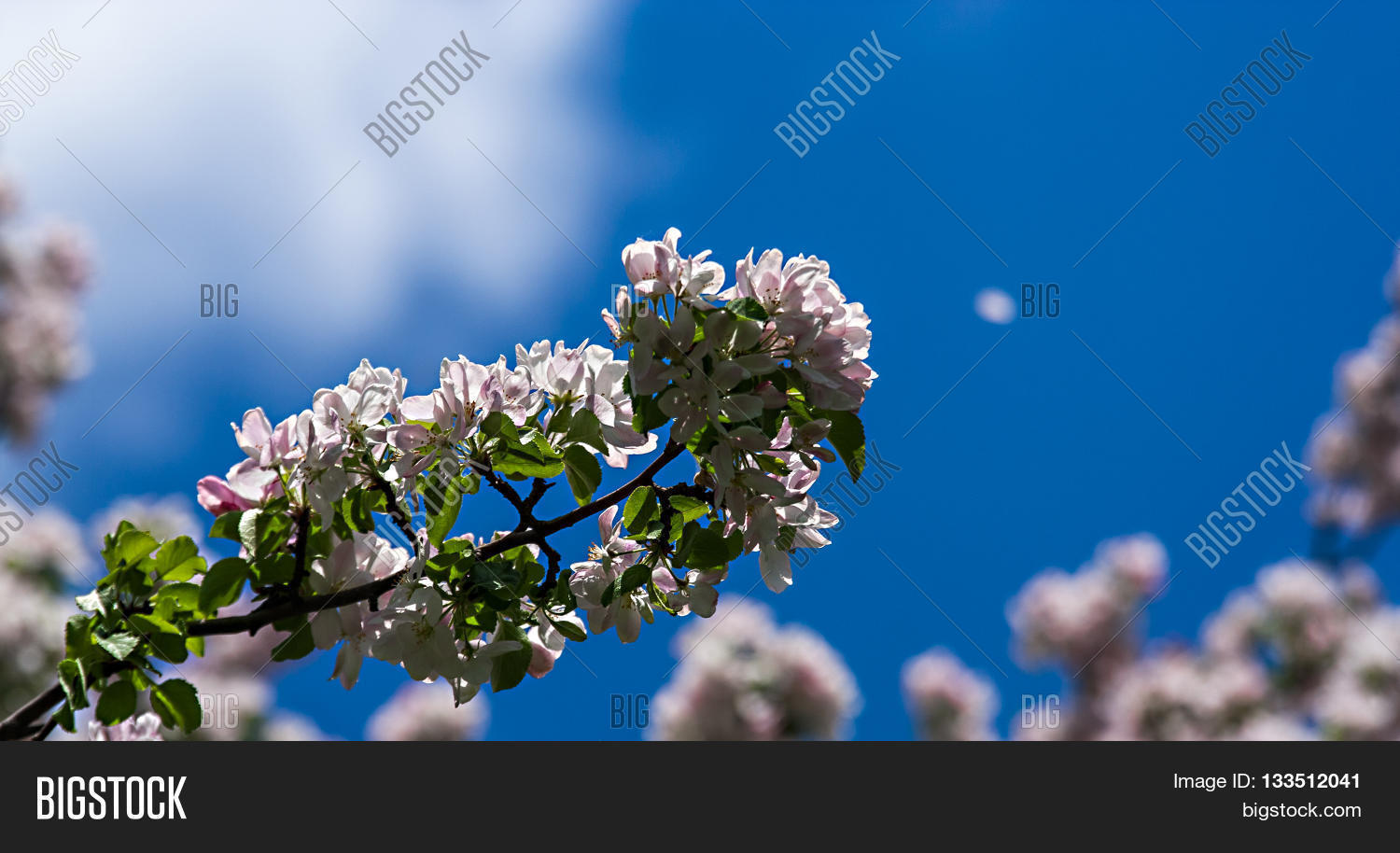 Image Preview