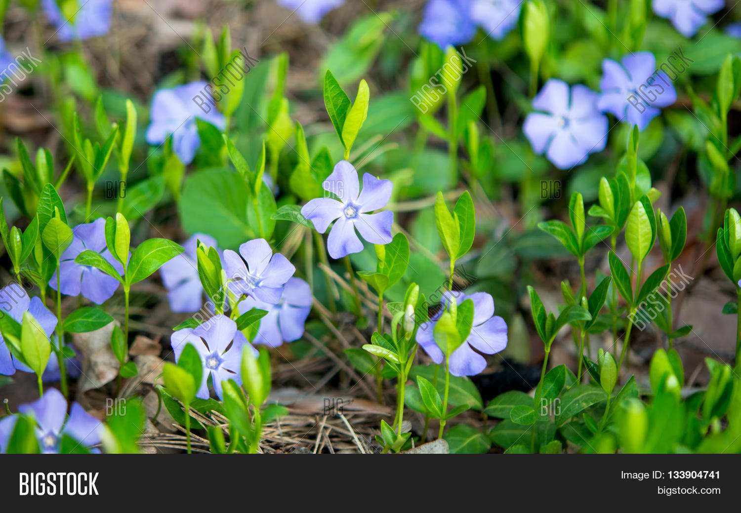 Image Preview
