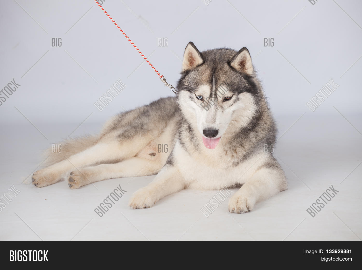 Image Preview