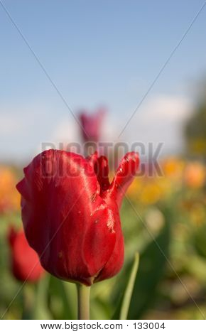 Czerwony tulipan