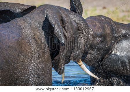 Close-up Of Elephants Play Fighting In River