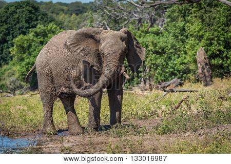 Elephant Squirting Mud Over Itself Beside River