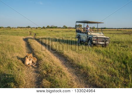 Lion Lying On Track Beside Safari Truck