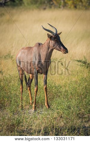 Tsessebe Standing On Grassy Plain  Facing Camera