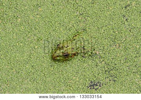 a frog in the green of the pond