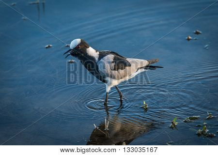 Blacksmith plover wading through shallows of river