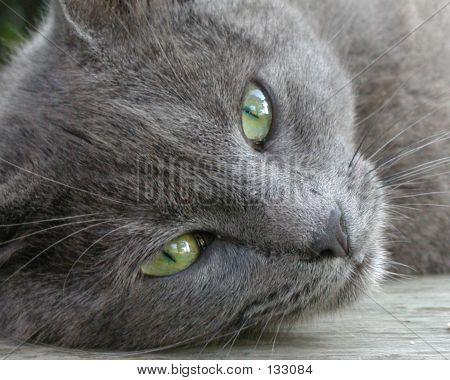 Grå kat