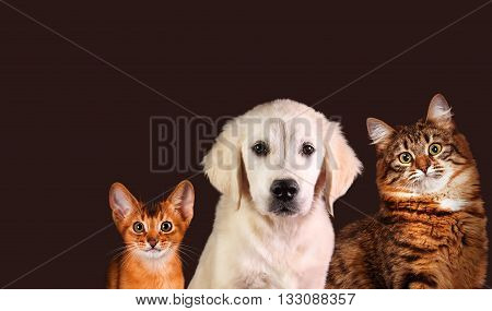 Cat and dog, abyssinian kitten and golden retriever