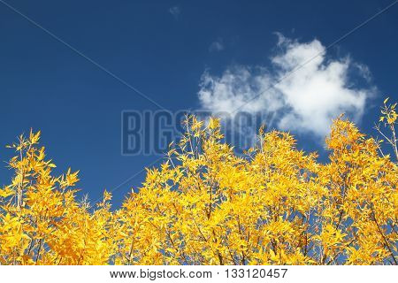 Yellow Autumn leaves against the clear sky