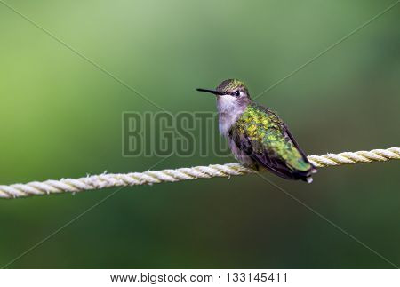 Ruby Throated Humming bird in a boreal forest in Northern Quebec after its long migration north. Very small hummingbirds with a lot of fight to do the long trip from the south.