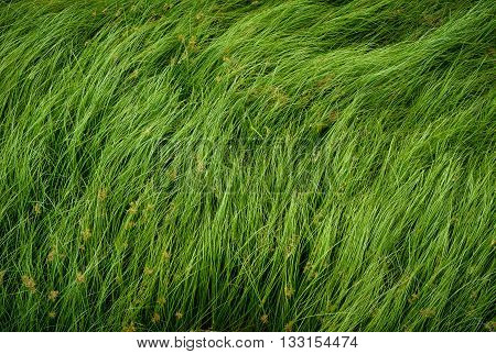 Cocograss close up beautiful green Nut grass pattern from garden