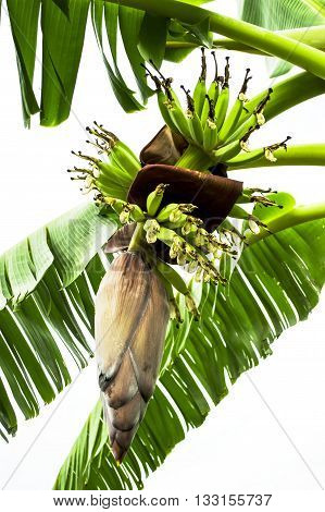 The banana tree has its fruit and is in the garden.