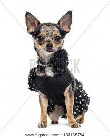 Chihuahua wearing a fancy dress, looking at the camera and sitting, isolated on white