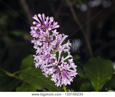 Blossom Persian lilac Syringa persica macro selective focus shallow DOF