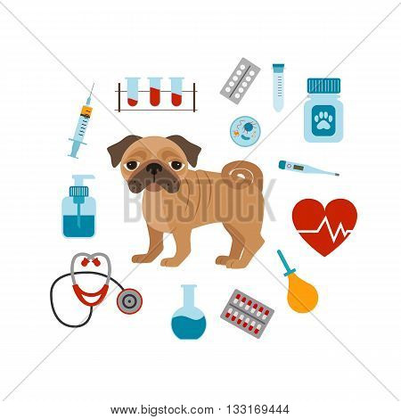 Vet cartoon concept. Vector veterinary dog illustration. Concept of flat veterinary clinic icons. Colorful veterinary medicine concept  for your design. Veterinary dog breed pug isolated.