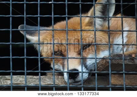 Portrait of a Red Fox in Cage