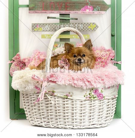Chihuahua lying down, in front of a rustic background