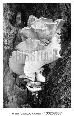 A monochrome image of bracket fungus growing on a tree at Herdsman Lake in Perth Western Australia.