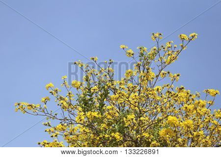 Tabebuia spectabilis flower or Yellow tabebuia flower bloom on tree in the gardenTropical yellow flowers a species from India.