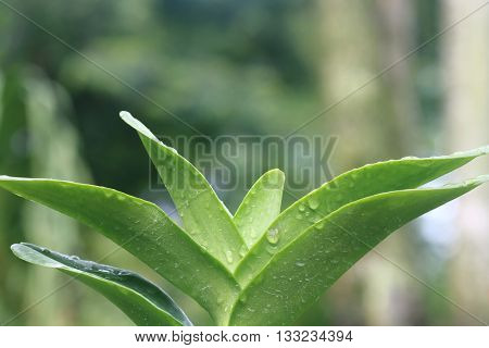 Monopodial Orchid Plant after rain with selective focus