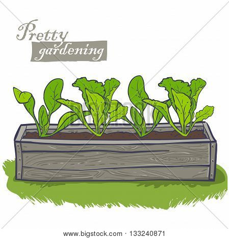 flowerpots for plants, horizontal wooden container with spinach, lettuce, seedlings