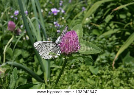 A green meadow. White butterfly sitting on a flower.