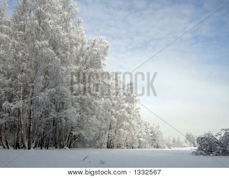 Мардж зимнего леса