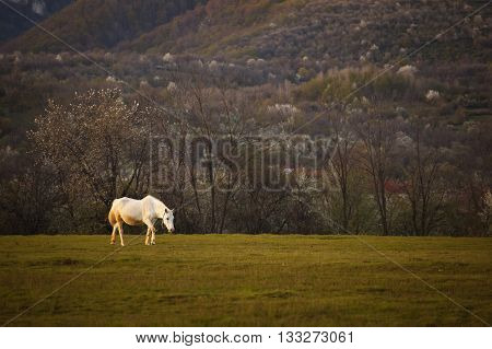 Beautiful horse in Topesti village in Romania