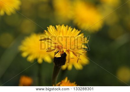 Macro photo of a Rough or Bristly Hawkbit (Leontodon hispidus).