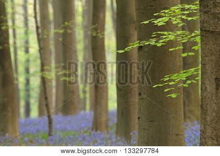 Blue bells fill the ground in a beech wood in Belgium