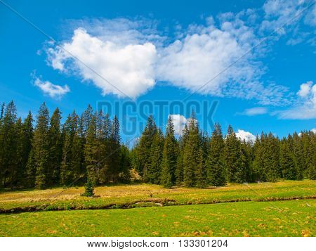 River flows through mountain landscape with coniferous tree forest, green meadows on sunny summer day under the blue sky and white clouds. Roklansky brook, Sumava National Park, Czech Republic