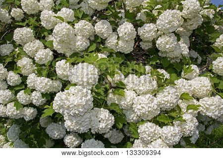 White flower of the snowball viburnum Buldenezh in bloom.