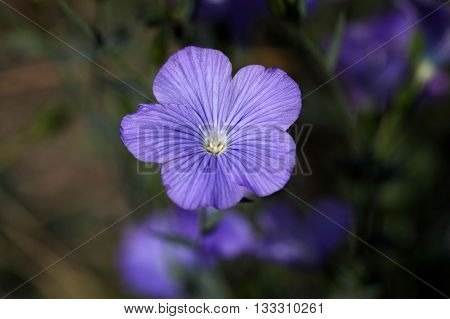 Flower of perennial or blue flax (Linum narbonense).