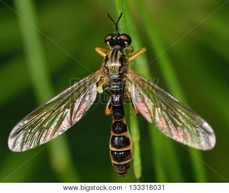 Small yellow-legged robber fly (Dioctria linearis). This wasp like fly in the family Asilidae at rest on low vegetation