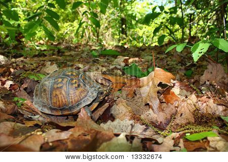 กล่องเต่า (Terrapene แคโรไลน่า)