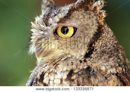 Up close with a great-horned owl in the wild