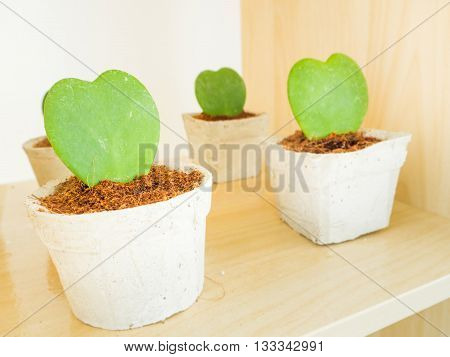 A row of Heart Leaf Hoya or Valentines Hoya in the pot for decoration