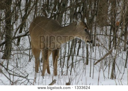 weißer Schwanz Rehe
