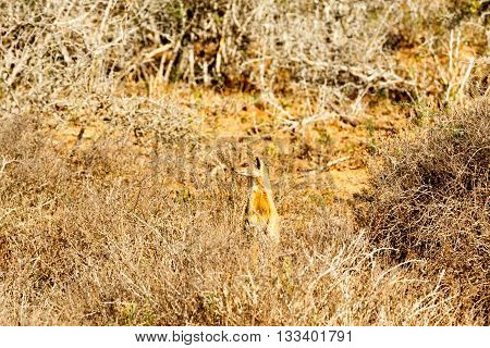 They Went That Way - Meerkat - Suricata Suricatta