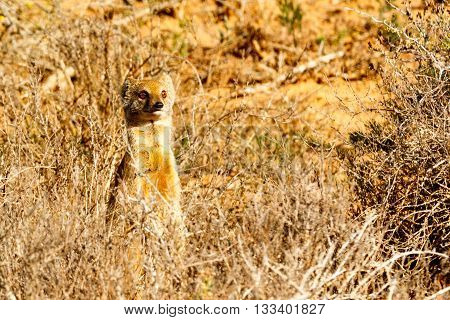 Sorry It Was Me - Meerkat - Suricata Suricatta